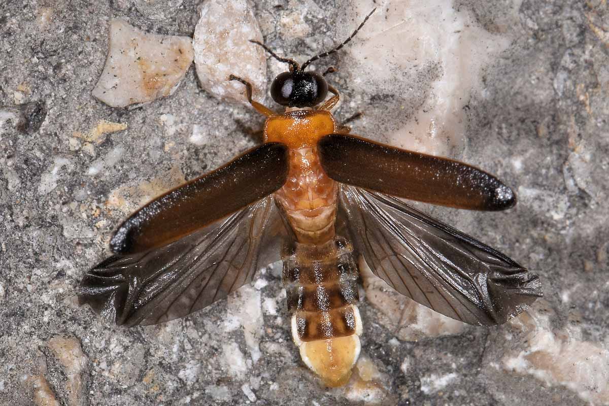 Lampyridae: Luciola lusitanica? S, ma ora  L. pedemontana